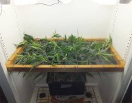 cflscrogcab_7thrun_day28v_09_c99xgkf2b_canopy_screen_in.jpg