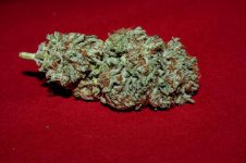 strawberry fire #4 dry..... (2).jpg