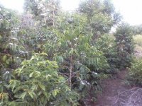 Coffee trees