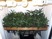 cflscrogcab_7thrun_day14f_03_c99xgkf2b_canopy.jpg