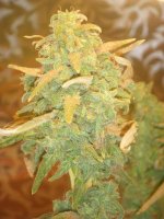 Day 60 flower 010.jpg