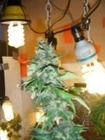 Day 60 flower 014.jpg