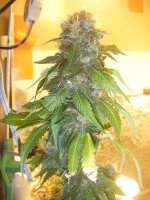 Day 60 flower 012.jpg