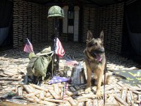 vietnam dog wall.jpg