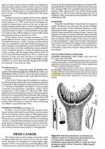 Hemp Canker page.jpg