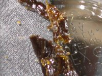 Pure Kush Oil 11-20-08 021.jpg