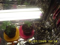 grow 004.jpg