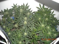 11 LP1xblue and GDK 21 days flower.jpg