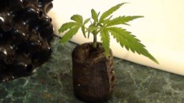 Critical Jack Herer Clone.jpg