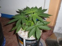 Purple_Bud_010813 005.jpg