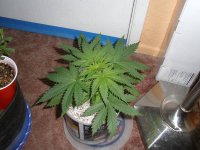 Purple_Bud_010813 006.jpg