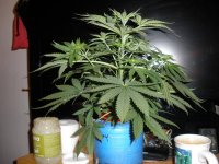 Purple_Bud_012213 008.jpg