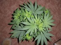 Purple_Bud_012213 009.jpg