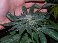 Bubby-49days-topcrown.jpg