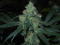 XJ13-49days-topcola2.jpg