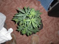 Afghan_Kush_011013 005.jpg