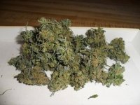 Afghan #1.jpg