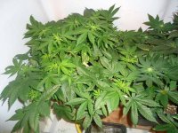 afghan kush 3 weeks flowering completed.jpg