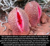 hydnora africana.jpg