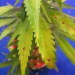 manganese-marijuana-deficiency-200x200.jpg