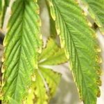 potassium-deficiency-cannabis.jpg