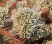 trichs2.jpg