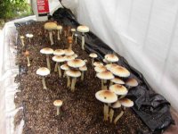 2nd flush 05 GC,GT,F+.JPG