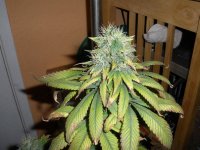 Afghan_Kush_122612 009.jpg