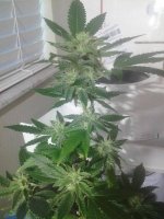 SSS South Florida OG Kush Week 5-1.jpg