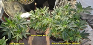 KushesVeg_01-27-13.jpg