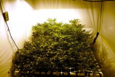 1-600 Watt Hps Over 6 Plants dif. strains2.jpg