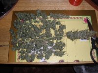 Afghan_Kush_Harvest_2 003.jpg