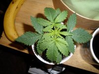 Purple_Bud-2-weeks-old 005.jpg