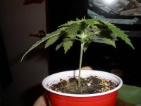 Purple_Bud-2-weeks-old 001.jpg