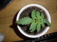 Purple_Bud-2-weeks-old 009.jpg