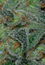 XJ13-59days-macro.jpg