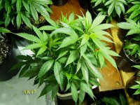 ak47veg2_03-01-11.jpg