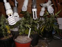 Banana1:Pine5 CFL grow.1.JPG