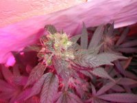 Afghan_Kush_Seeds_021913 003.jpg