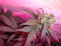 Afghan_Kush_Seeds_021913 005.jpg