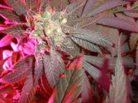 Afghan_Kush_Seeds_021913 009.jpg