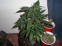 Afghan_Kush_010113 007.jpg