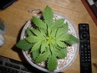 Purple_Bud_010113 006.jpg