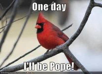 cardinal.jpg