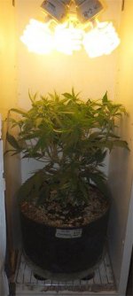 cflwhitecab_9thrun_day11f_10_c99pbsd4_in_cab_closeup02_trained.jpg