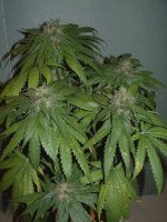 687Sour_bubble_Day_55-med.jpg