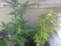 South Florida OG Kush Mother and Father breeding stock.jpg