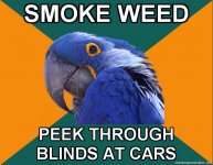 Paranoid-Parrot-SMOKE-WEED-PEEK-THROUGH-BLINDS-AT-CARS.jpg