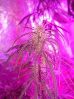 cannabis-led 074.jpg