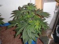 Purple_Bud-011913_002.jpg